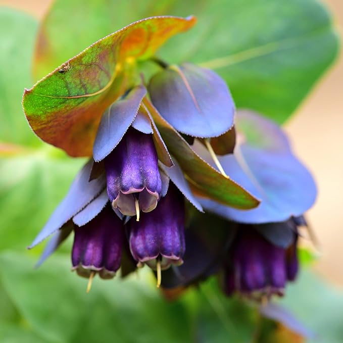 Outsidepride 100 Seeds Annual Cerinthe Major Honeywort Flower Seeds for Planting