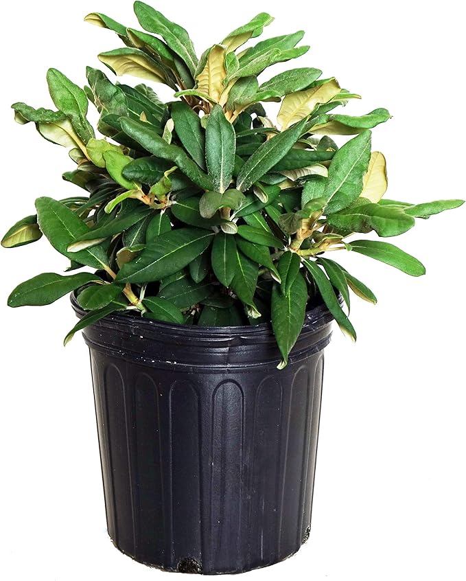 Rhododendron yak. 'Prince' (Rhododendron) Evergreen, pink flowers with dark pink edge, #2 - Size Container