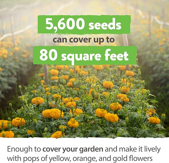 HOME GROWN Marigold Seeds Bulk Mix - 5600+ Crackerjack Marigold Flower Seeds for Planting Outdoors - Flowers Seed for Companion Planting - Wildflower African Marigold Seeds (Tagetes erecta)