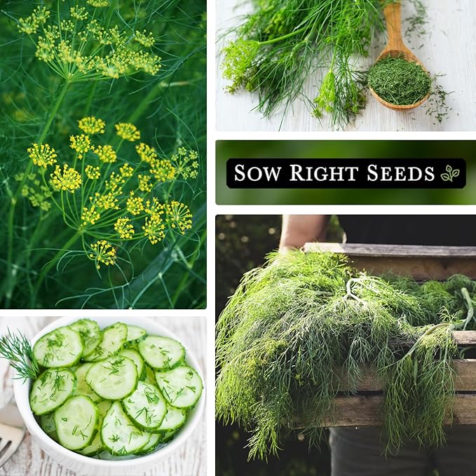 Sow Right Seeds - Dill Seed for Planting - Non-GMO Heirloom Packet with Instructions to Plant and Grow Herb Garden - Indoors or Outdoors - Homemade Dill Pickles - Wonderful Companion Plant (4)