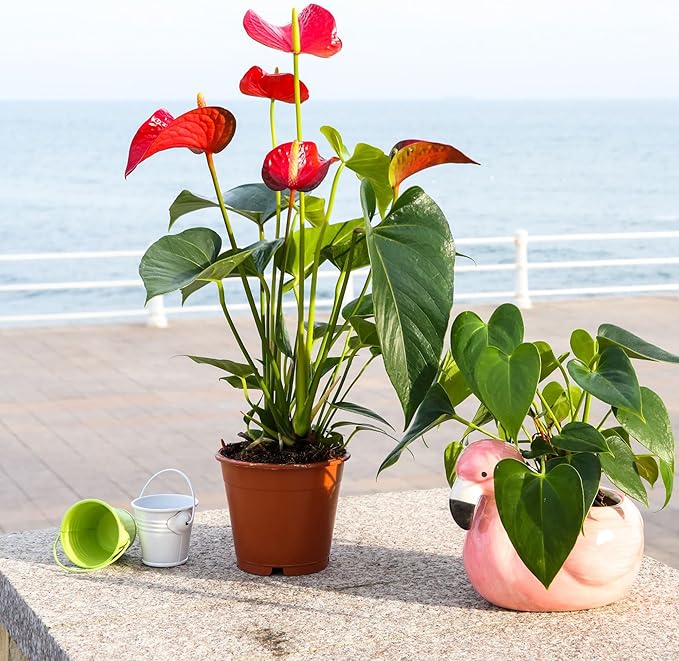 Anthurium Plant Potting Soil Mix (4 Quarts), Indoor Houseplant Custom Blend for Flowering Anthuriums