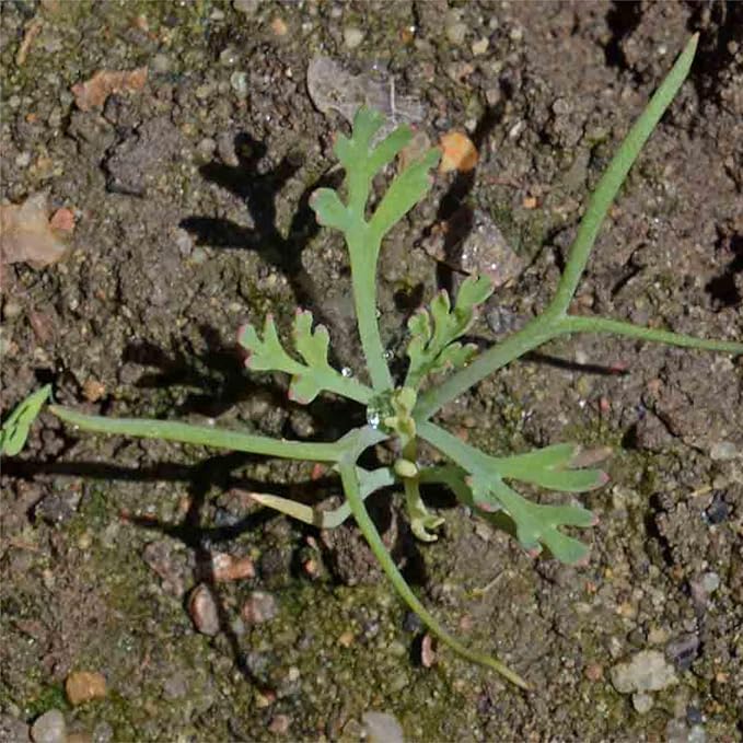 Seed Needs Mixed California Poppy Seeds for Planting - Heirloom & Open Pollinated Tender Perennial - Colorful Mixture of Flowers to Plant a Butterfly Garden (1 Pack)