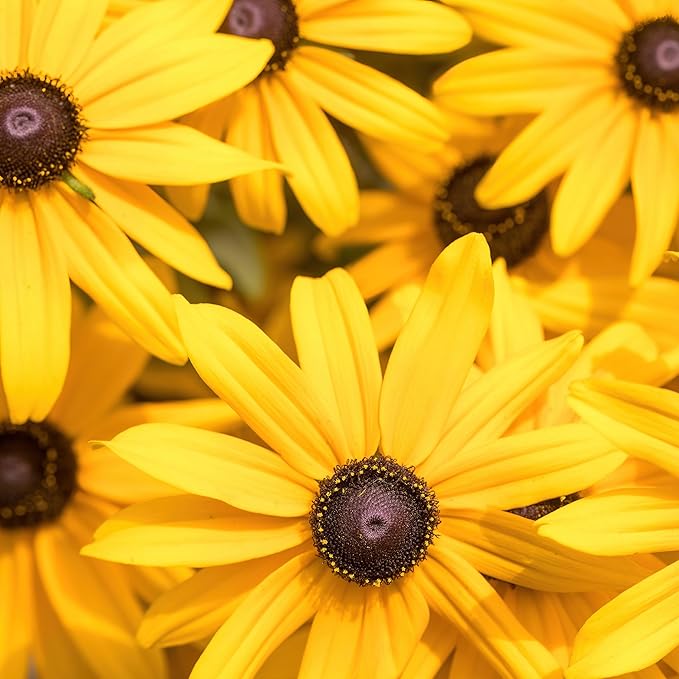The Old Farmer's Almanac Black Eyed Susan Seeds (Rudbeckia) - Approx 1200 Flower Seeds Flower Seeds - Premium Non-GMO, Open Pollinated, USA Origin