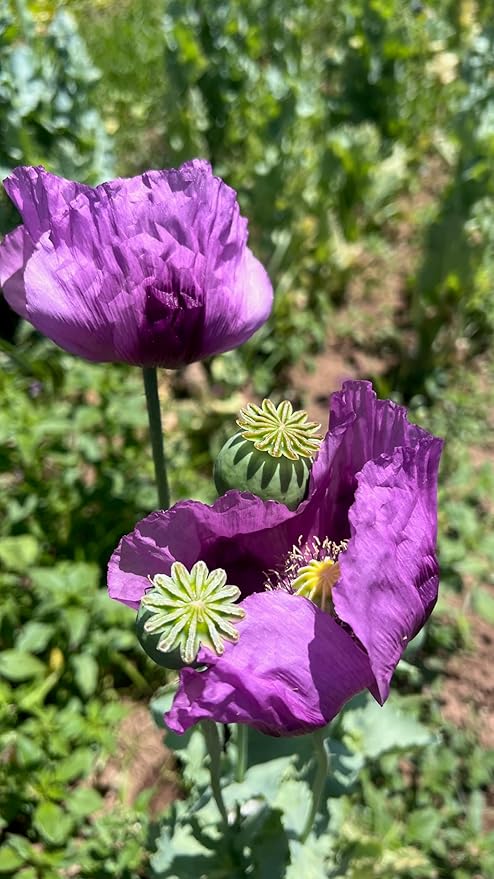 Plant Good Seed Organic Hungarian Poppy Seeds - Pack of 250 Heirloom Seeds for Planting Flowers - Gardening Supplies, Herb Garden, Wildflower, Flower Seeds to Plant Outside - Non-GMO, from USA