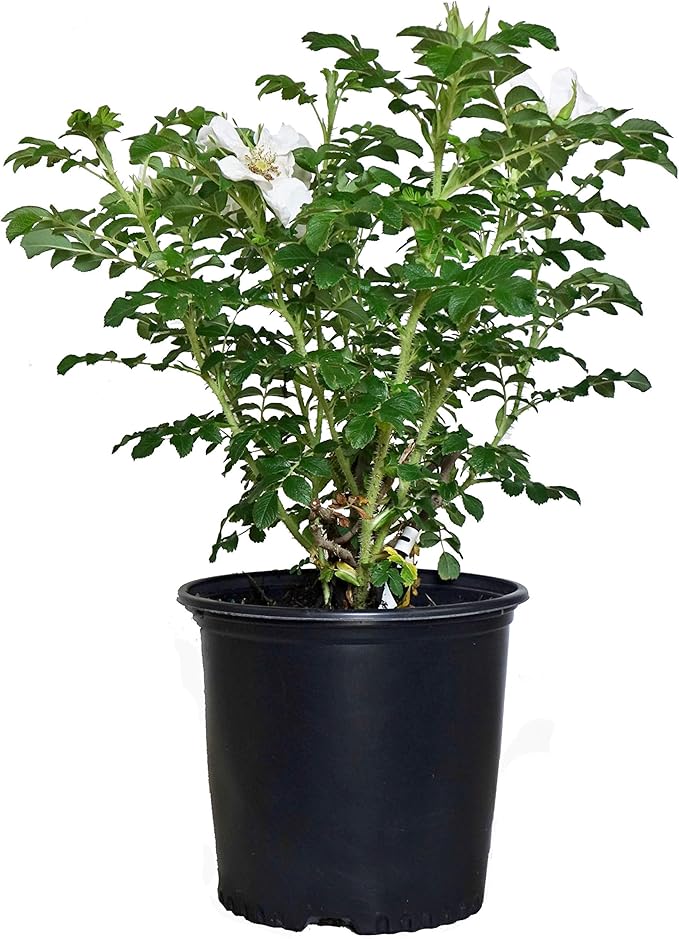 Rosa rugosa 'Alba' (White Rugosa Rosa) Rose, white flowers, #3 - Size Container