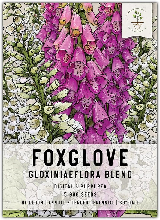 Seed Needs, Mixed Gloxiniaeflora Foxglove Seeds for Planting - Heirloom & Open Pollinated Biennial Flowers - Perfect for Butterfly Gardens & Insectaries (1 Pack)