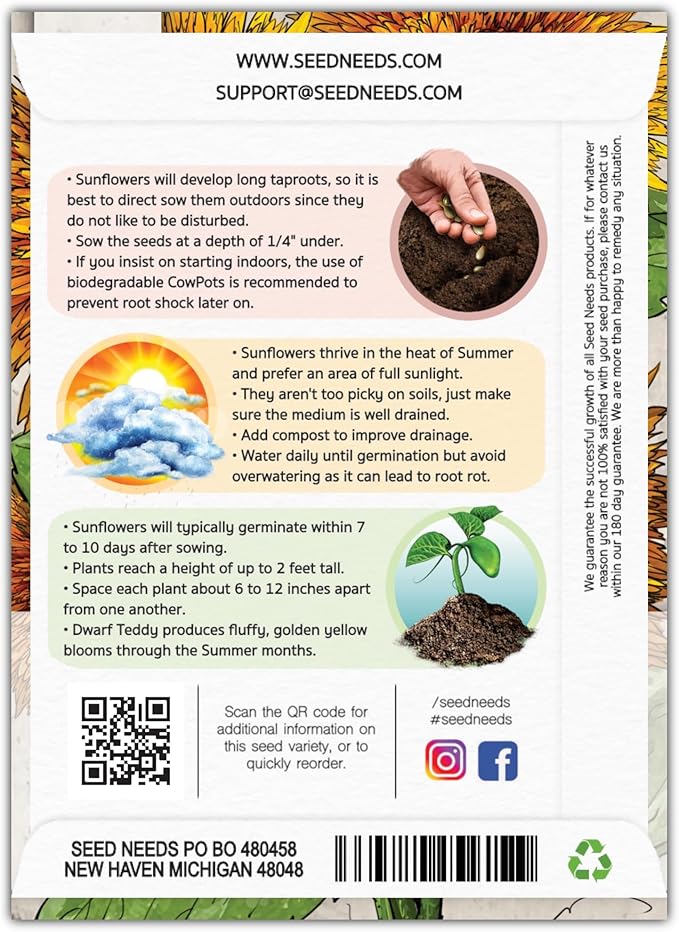 Seed Needs, Dwarf Teddy Sunflower Seeds - 100 Heirloom Seeds for Planting Helianthus annuus - Double Petaled Blooms, Attracts Pollinators/Butterflies (1 Pack)