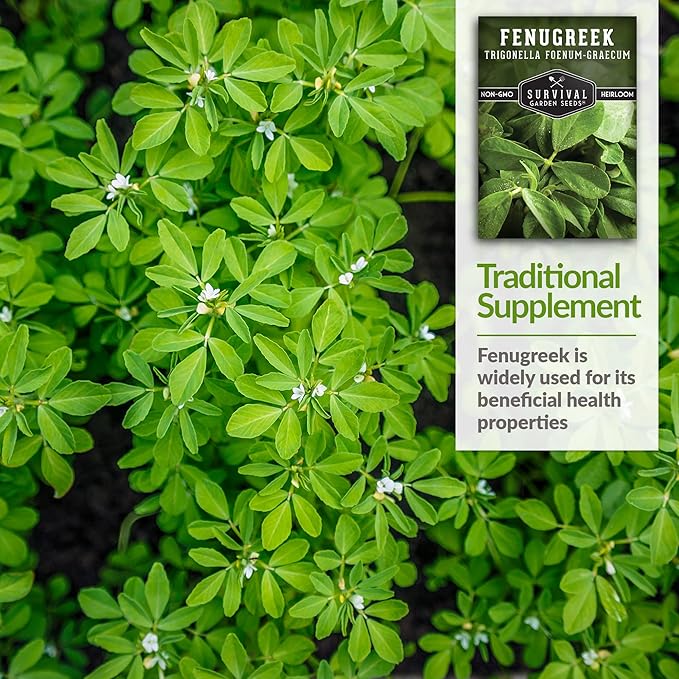 3 Packs Fenugreek Seed for Planting with Instructions to Grow Samudra Methi in Your Home Vegetable Garden - Non-GMO Heirloom - Good Microgreens or Sprouts - Survival Garden Seeds
