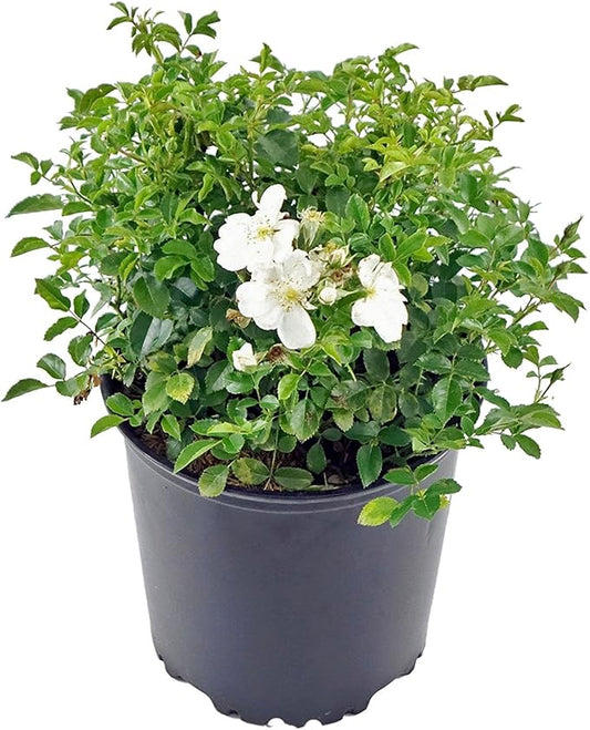 Flower Carpet Roses - Rosa White (Rose) Rose, double white flowers, #2 - Size Container