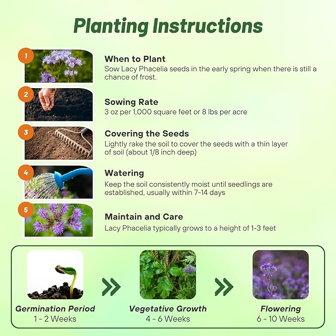 Outsidepride 1/4 lb. Annual Lacy Phacelia Wild Flowers Seeds for Planting