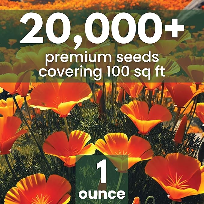 California Poppy Orange - Large 1 Ounce Packet - 20,000 Flower Seeds for Planting - Eschscholzia californica