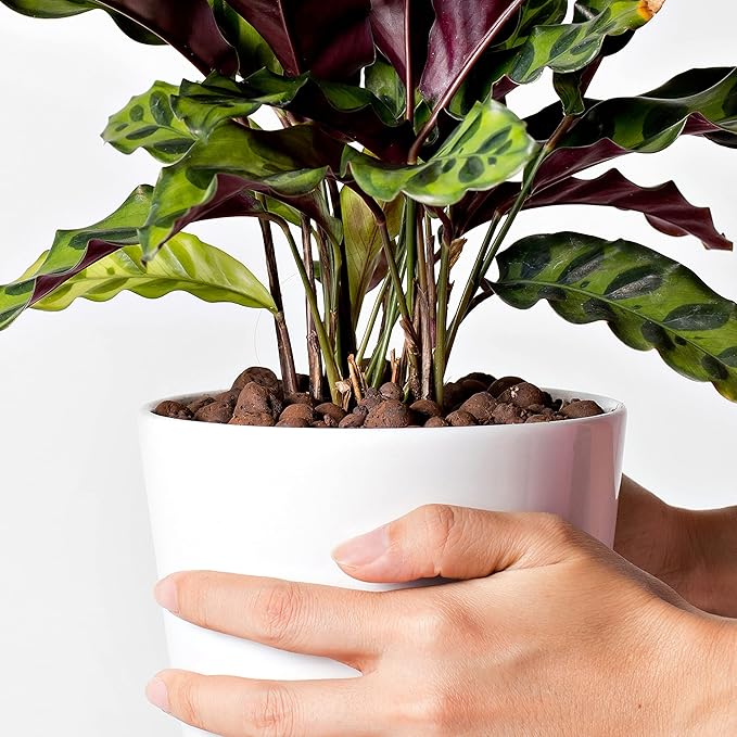 D'vine Dev Ceramic Planter Filler Balls 8qt, Expanded Porous Clay Pebbles Beads for Hydroponic, Gardening, Orchids, 97-F-2