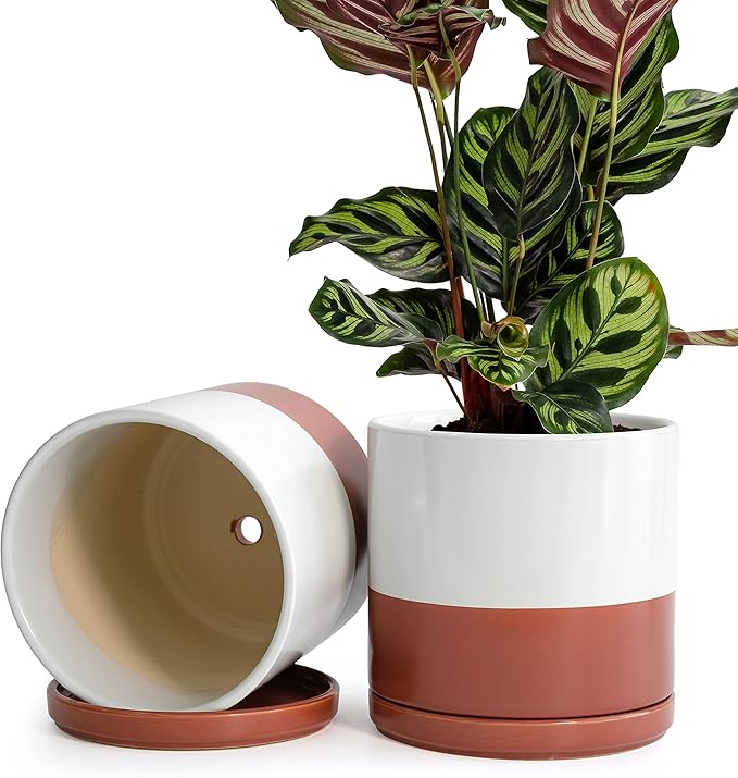 D'vine Dev Set of 2 Plants Pot, 8 Inch Ceramic Planter Pot for Plants with Drainage Hole and Saucer, White/Pottery Red Terracotta, 94-V-D-5