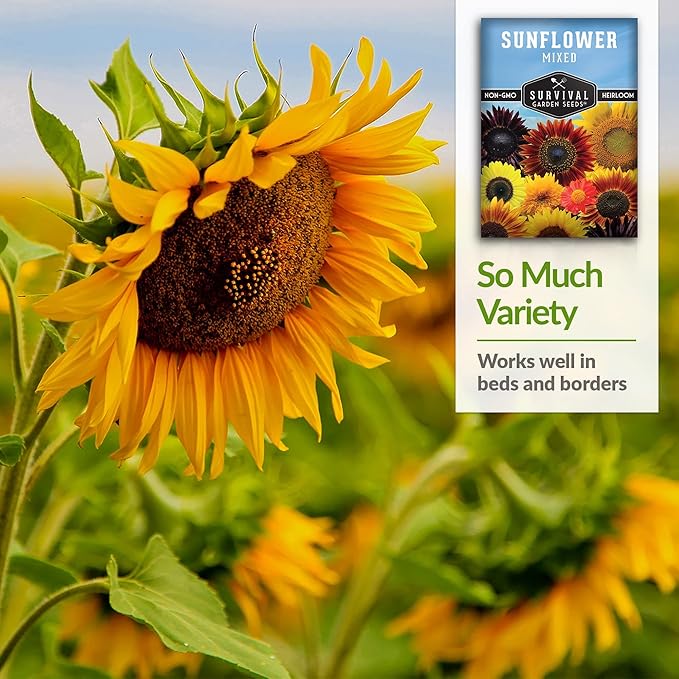 Survival Garden Seeds - Mix of Popular Sunflower Seeds for Planting - 2 Packs with Instructions to Grow Beautiful Flowers in Your Home Vegetable or Flower Garden - Non-GMO Heirloom Varieties