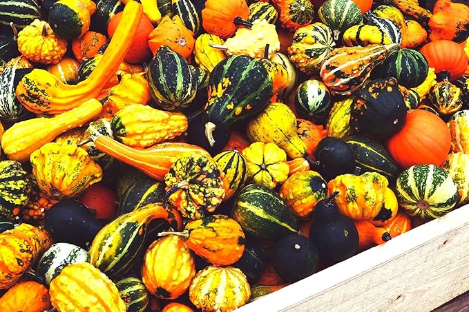 Decorative Pumpkin Seed Mix Ornamental Gourd Squash Mix 10 Non-GMO Seeds for Planting