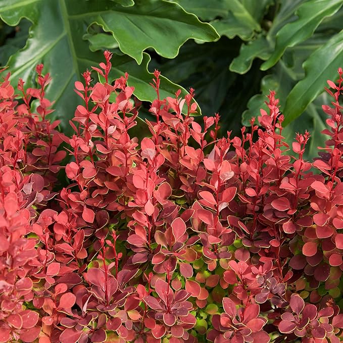 2 Gallon Southern Living Barberry Orange Rocket Shrub