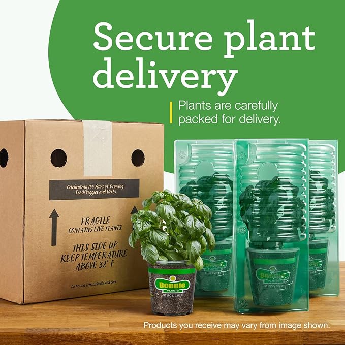 Bonnie Plants Garden Sage Live Herb Plants - 4 Pack, Easy To Grow, Non-GMO, Perennial In Zones 5 to 8, Key Ingredient Of Poultry Seasoning & Turkey Stuffing