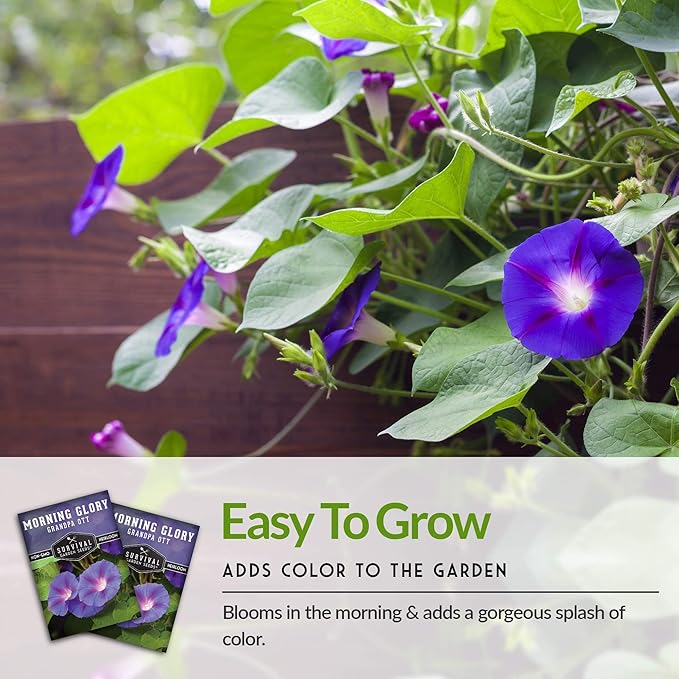 Survival Garden Seeds - Grandpa OTT Morning Glory Seed for Planting - 3 Packs with Instructions to Plant and Grow Ipomoea Purpurea in Your Home Vegetable Garden - Non-GMO Heirloom Variety