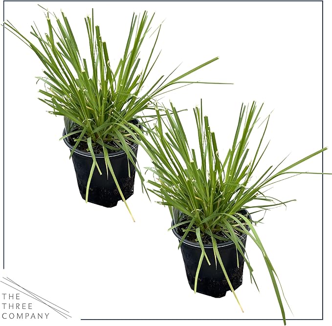 Live Ornamental Perennial Grass - Pink Pampas (2 Per Pack), Showy Accent Plant, 12" Tall by 6" Wide in 1.5 Quart Pot