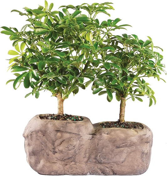 Brussel's Live Hawaiian Umbrella Indoor Bonsai Tree in Rock Pot (2 Pack) - 5 Years Old; 5" to 8" Tall