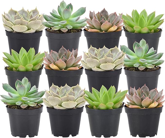 Arcadia Garden Products Live Assorted Mini Succulents in 2 in. Grower Pot, 12-Pack, Green (LV66) ***Cannot Ship to Hawaii***