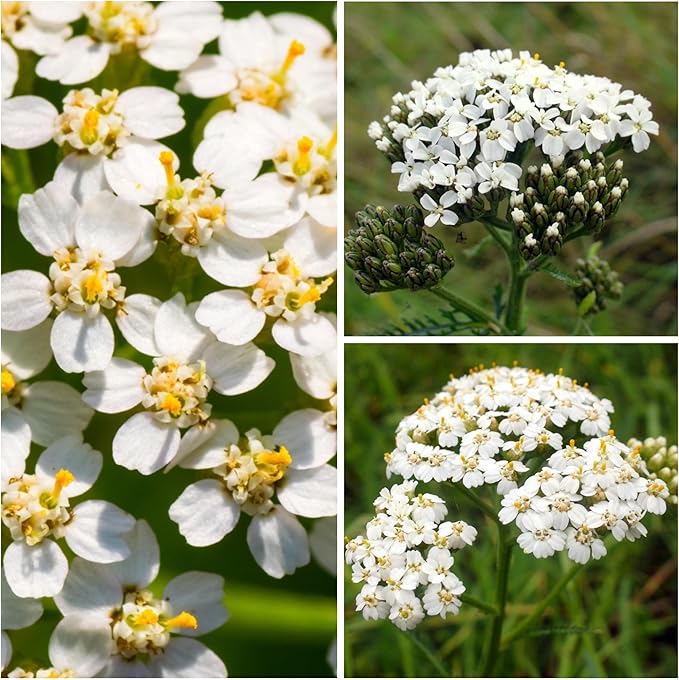 Seed Needs, White Yarrow Seeds - 500 Heirloom Seeds for Planting Achillea millefolium - Perennial Host Plant to Attract Monarch Butterflies & Other Pollinators (1 Pack)