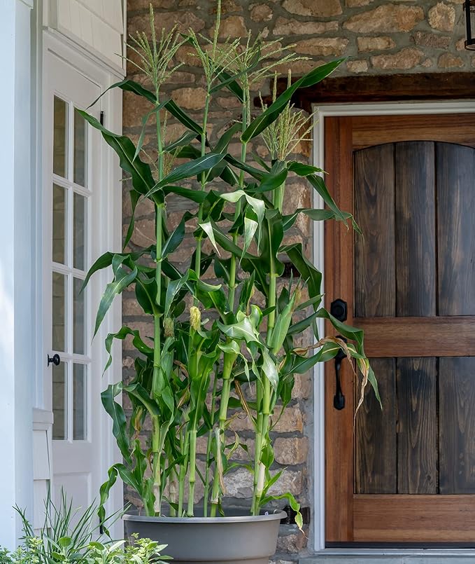 Burpee On Deck Sweet Corn Seeds 50 seeds