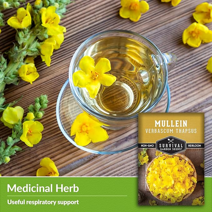 Mullein Seed for Planting - 1 Packet with Instructions to Plant and Grow Medicinal Herb Common Mullein in Your Home Vegetable Garden - Non-GMO Heirloom Variety - Survival Garden Seeds