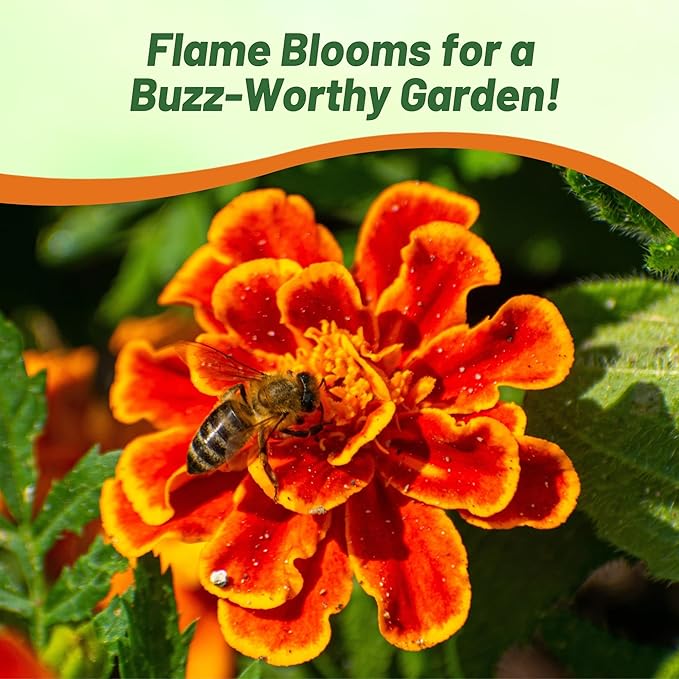 Outsidepride Durango Flame French Marigold Seeds - 500 Pcs Annual, Compact, Heat & Drought Tolerant Flower Seeds for Planting w/Anemone Type Bi-Colored Blooms, Ideal for Vibrant Pollinator Gardens