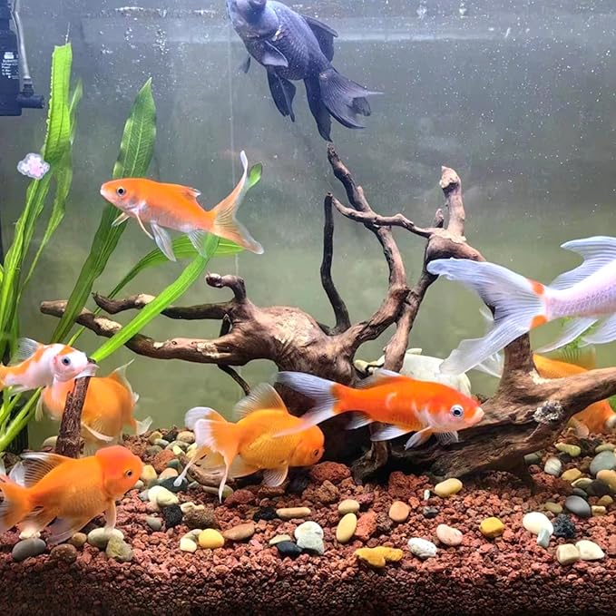 5 lbs Red Lava Rocks for Plants,1/4 Inch Crush Volcanic Rock Gravel Potting Mix for Succulent Cactus Bonsai Aquarium Fire Pits and Garden Landscaping