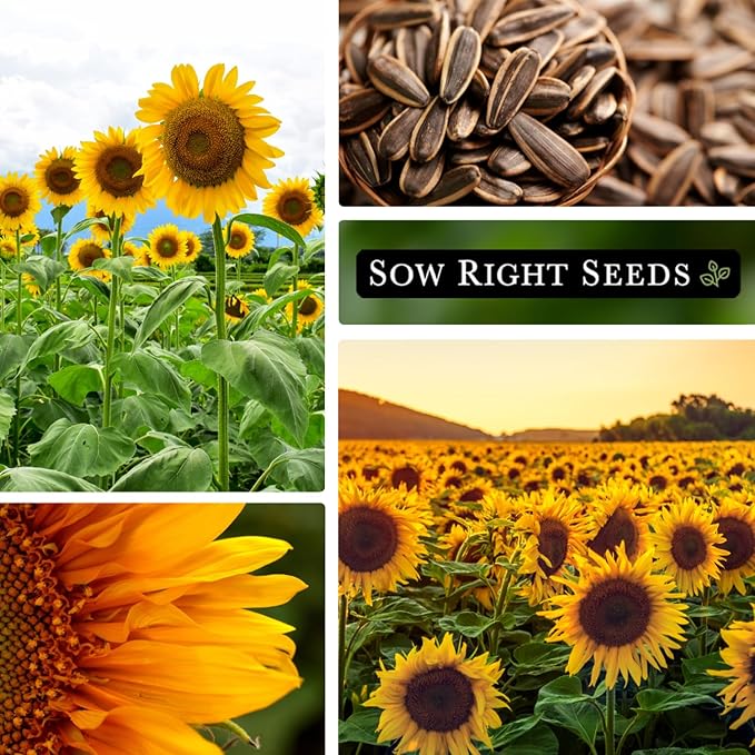 Sow Right Seeds - Mammoth Sunflower Seeds to Plant - 740 Seeds 2 Ounces - Grow Giant Sunflowers - Non-GMO Heirloom Bulk Jumbo Pack for Planting an Outdoor Garden - Abundant Harvest for Pollinators