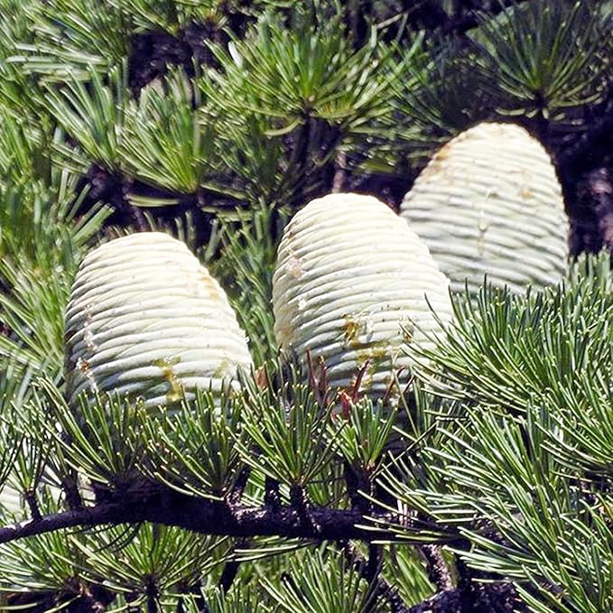 Cedrus Libani Seeds Cedar of Lebanon Fragrant Low Maintenance Drought Tolerant Outdoor Pathway 5Pcs Tree Seeds by YEGAOL Garden