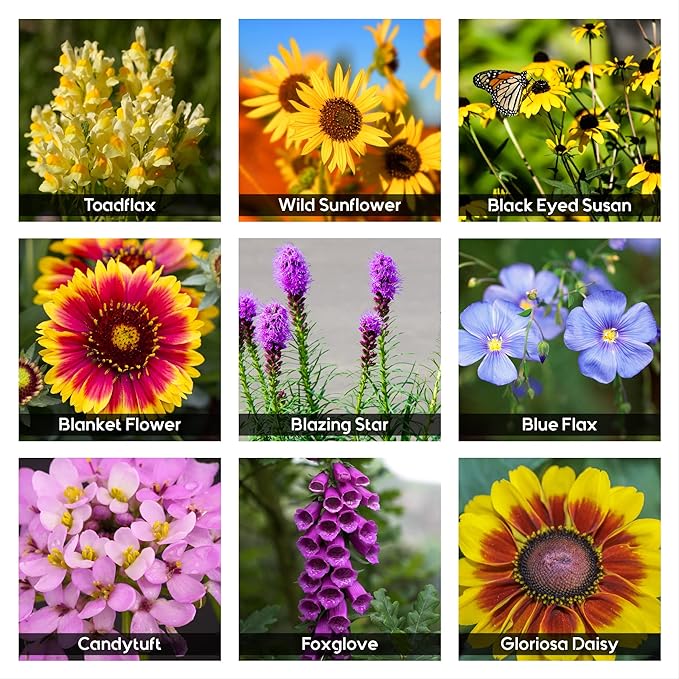 NatureZ Edge Wildflower Seeds Mix – 1/4 lb, 170,000 Seeds, 35 Variety Perennial & Annual Flower Seeds to Plant Outside, Bulk Wildflower Seeds, Wild Flower, Semillas de Flores