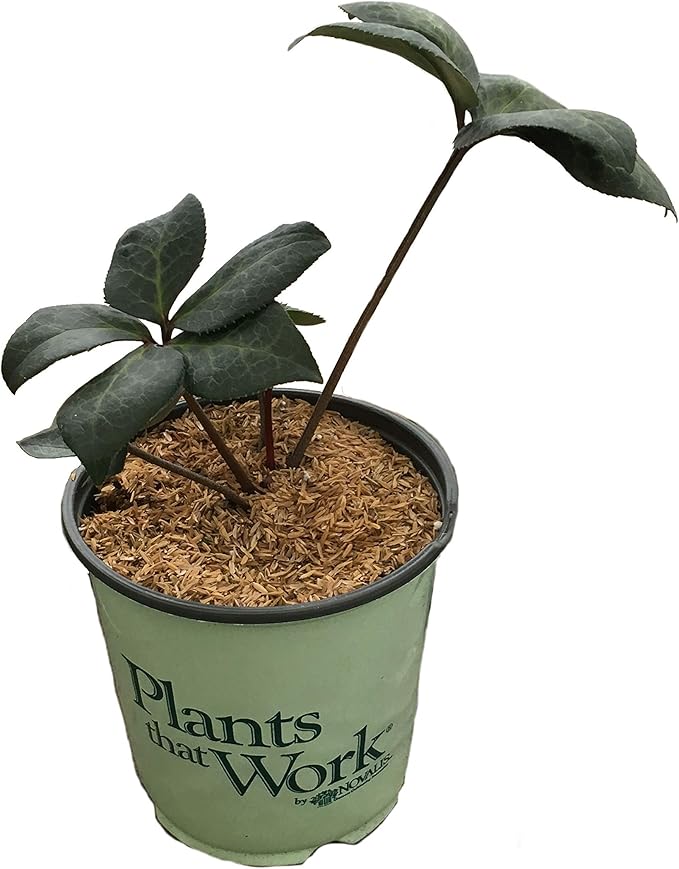 Helleborus Penny's Pink G1