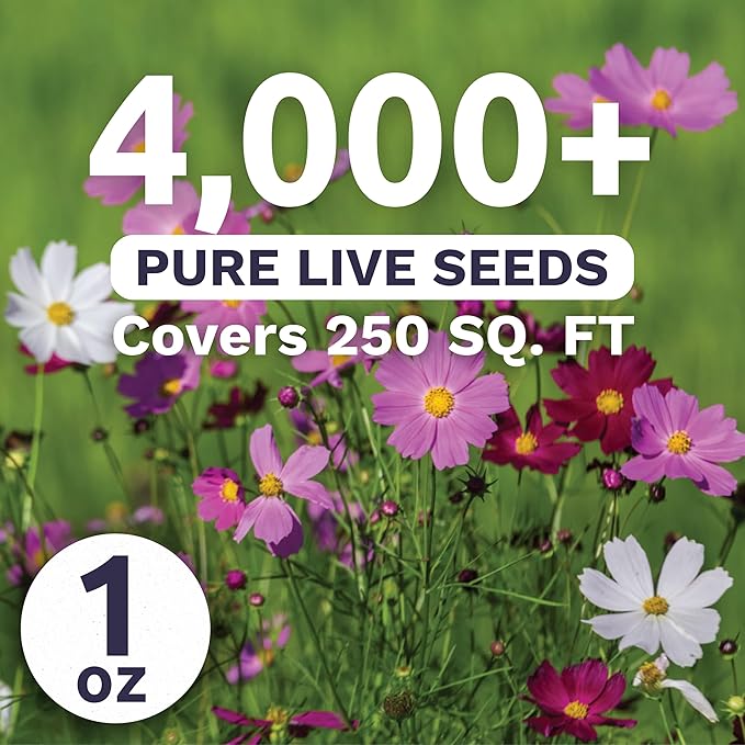 Cosmos Sensation Mix - Large 1 Ounce Packet - 4,000 Flower Seeds for Planting - Cosmos bipinnatus