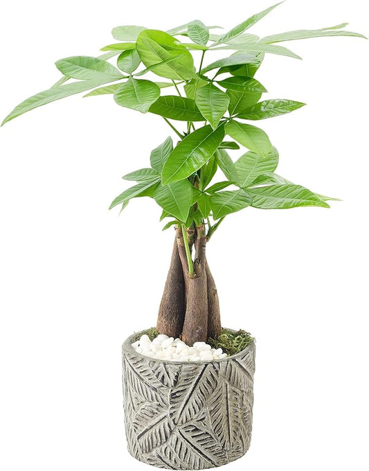Money Tree Live Indoor Plant in 4.5 in. Tropico Leaf Ceramic Planter, Gray ***Cannot Ship to Hawaii***