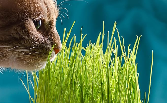 Cat Grass Refill Kit, Includes Seeds and Peat Soil Pellets, 3 Pack, Certified Organic (3 Seed Packs)