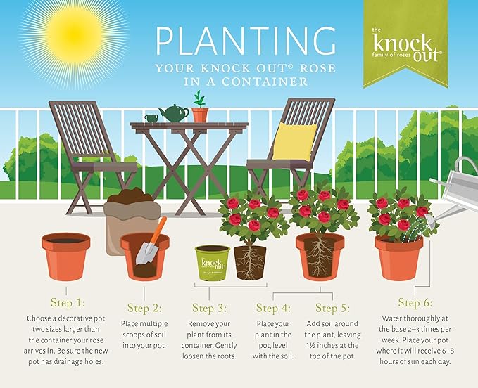 1 Gallon,The Coral Knock Out® Rose Plant with Brick Orange Fading to Coral Blooms