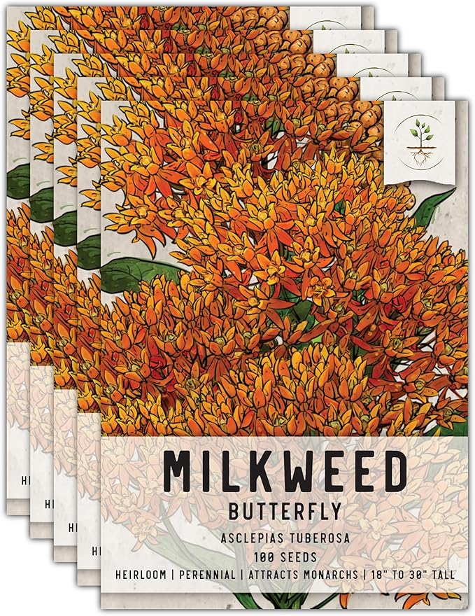 Seed Needs Orange Butterfly Milkweed Seeds for Planting - Heirloom & Untreated - Grow a Butterfly Garden to Attract Monarch Butterflies & Pollinators (5 Packs)