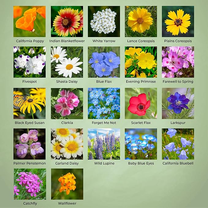 California Wildflower Seed Mix, Covers 325 Sq Ft, 22 Flower Varieties, Over 54,000 Seeds - Created By Nature