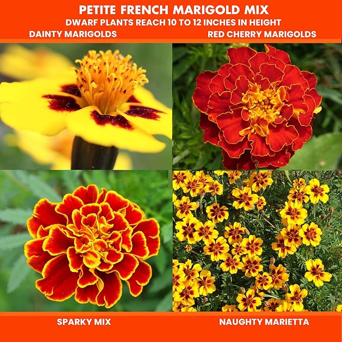 NatureZ Edge Marigold Seeds Mix, Over 5600 Seeds, Marigold Seeds for Planting Outdoors, Dainty Marietta, Petite French, Sparky French, and More