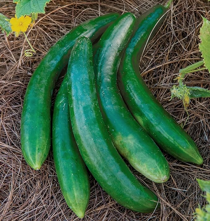 Burpee 'Summer Dance' Cucumber Seeds, 15 Non-GMO seeds