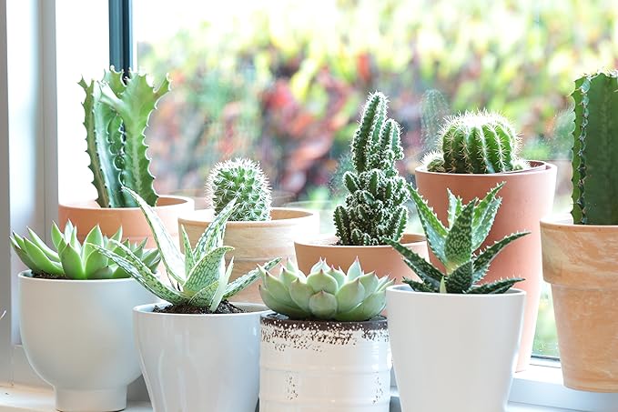 Costa Farms, Succulents, Fully Rooted, Live Indoor Plant, 2.5-Inch Haworthia, in Grower's Pot, 4-Pack