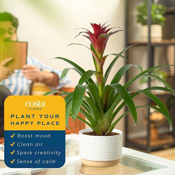 Costa Farms Blooming Bromeliad, Pink, Live Indoor Plant in Modern Decor Planter, Flowering Houseplant in Potting Soil, Birthday Gift, Housewarming Gift, Garden Gift, Room Decor, 1 Foot Tall
