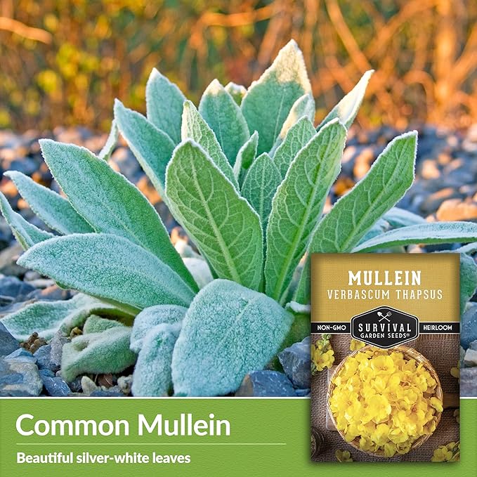Mullein Seed for Planting - 5 Packets with Instructions to Plant and Grow Medicinal Herb Common Mullein in Your Home Vegetable Garden - Non-GMO Heirloom Variety - Survival Garden Seeds