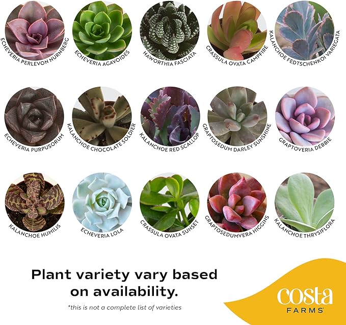 Costa Farms Mini Succulents (3-Pack), Assorted Live Indoor Succulent Plants in Cute Decor Planters, Grower's Choice Easy Care Houseplants, Tabletop, Office, Desk, or Room Decor, 2-Inches Tall, ceramic