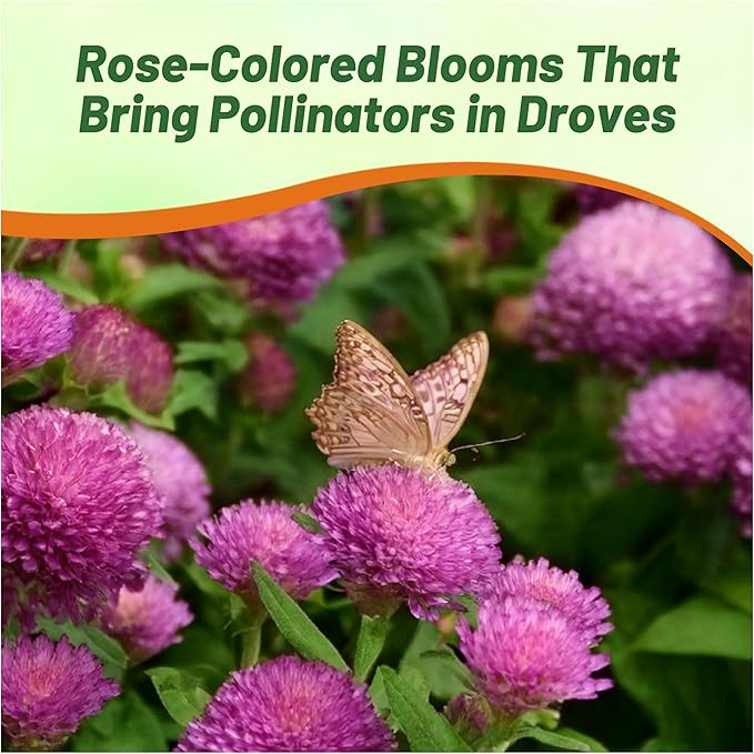 Outsidepride 1000 Seeds Annual Rose Gomphrena Globosa Flower Seed for Planting