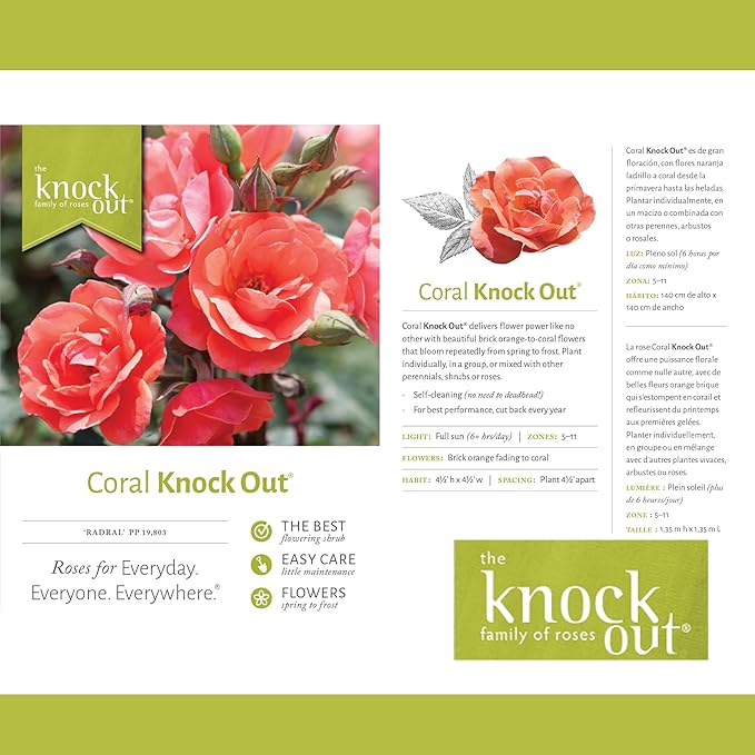 1 Gallon,The Coral Knock Out® Rose Plant with Brick Orange Fading to Coral Blooms