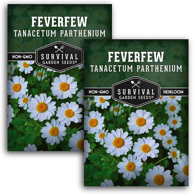 Feverfew Seeds for Planting - 2 Packets with Instructions to Plant and Grow Your Own Bachelor's Buttons in Your Home Vegetable or Herb Garden - Non-GMO Heirloom Variety - Survival Garden Seeds