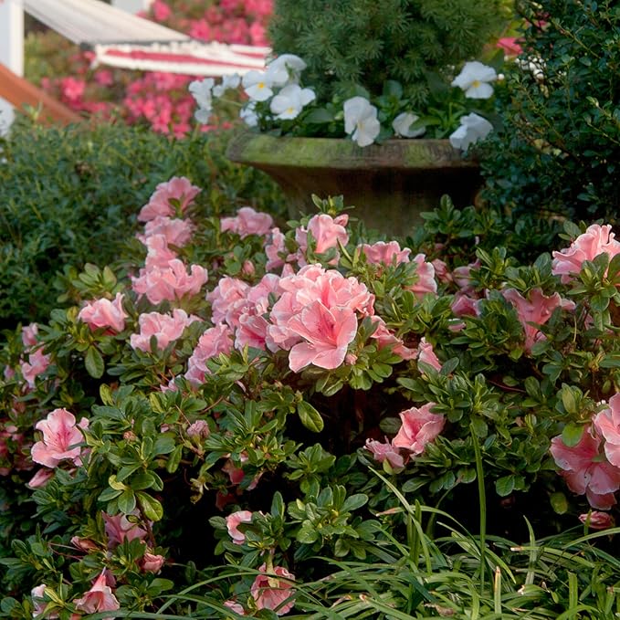 2 Gallons Encore Azalea Autumn Sunburst Azalea